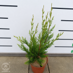 Cyprusovec leylandský (Cupressocyparis leylandii) - výška 30-50 cm, kont. C2L/C3L